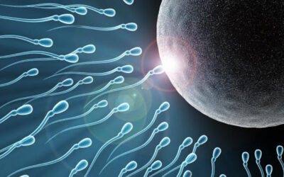QUANTO E’ VELOCE UNO SPERMATOZOO?