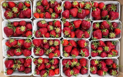 FRAGOLE BUONE BUONE