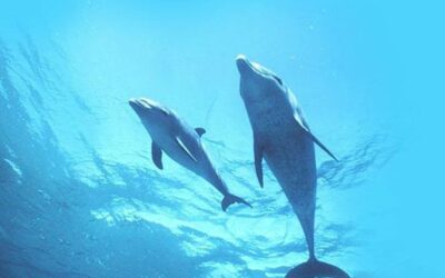 L’IMPORTANZA DEL SESSO PER I DELFINI