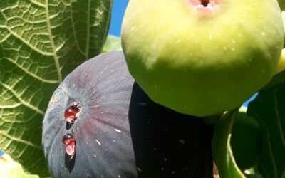 FICHI, BENVENUTO AUTUNNO CARICO D’AMORE!