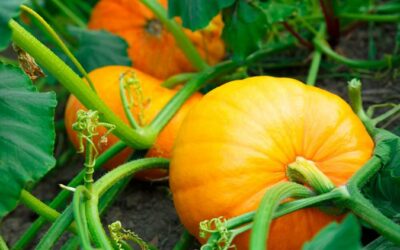 ZUCCA, IL COLORE E IL SAPORE DELL’AUTUNNO